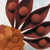 Anise